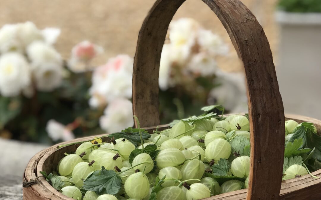 Gooseberry Cheesecake